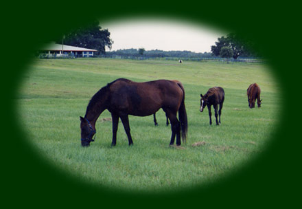 Ocala Horse Farms For Sale